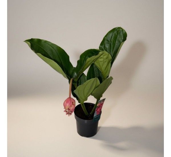 Medinilla Bitkisi